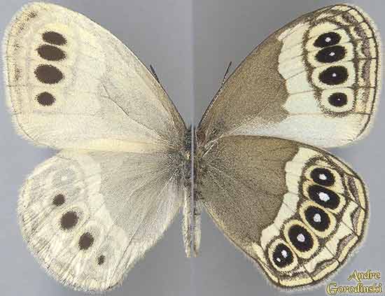 http://www.gorodinski.ru/satyridae/Sinonympha  amoena.jpg